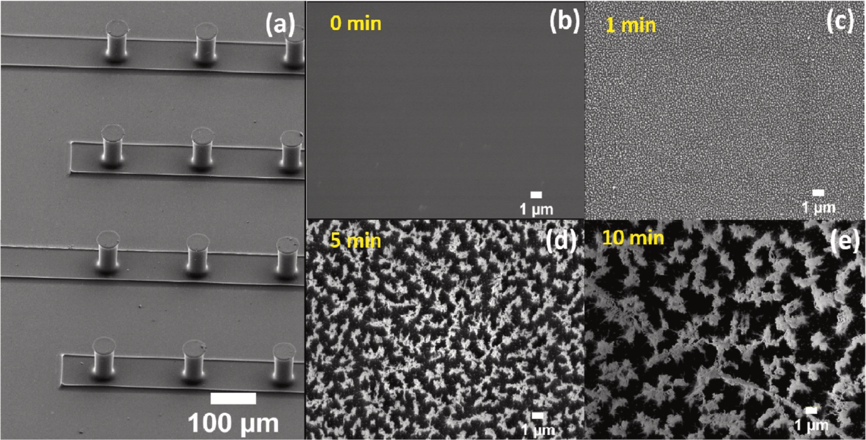 Interdigital Electrodes